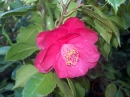 Holly Bright